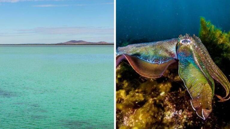 La zona de baño del sur de Australia está cerrada