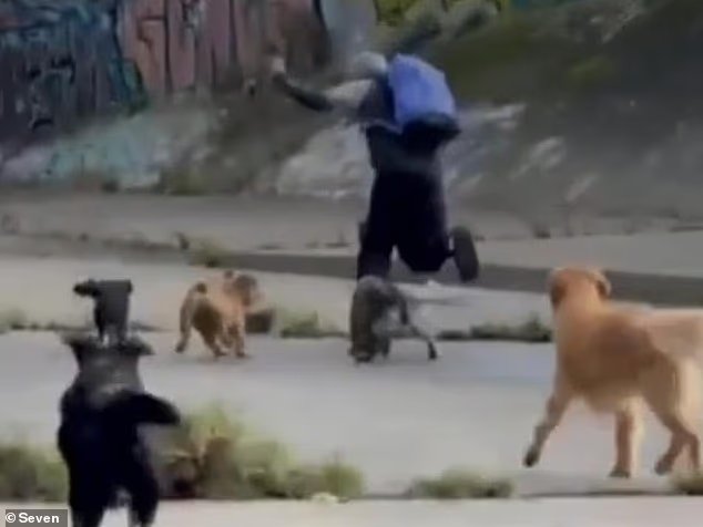 Le moment incroyable où une meute de chiens sauve des