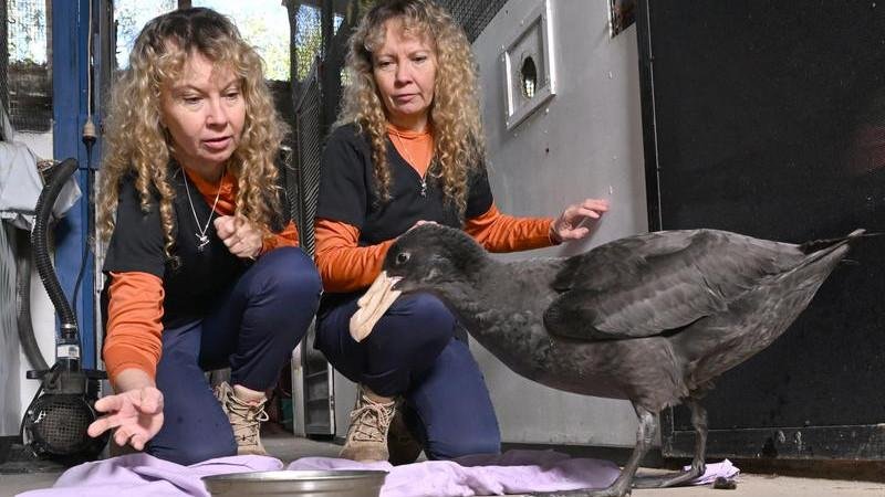 Los casos de la mortal gripe aviar H5 están aumentando