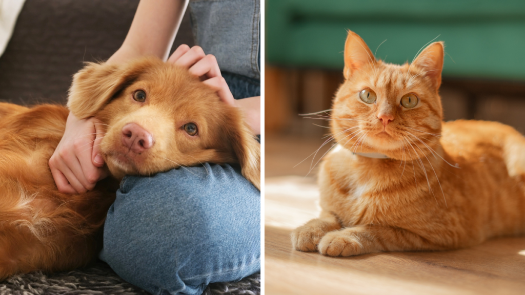 Los dueños de mascotas confían en los suplementos de Petstock