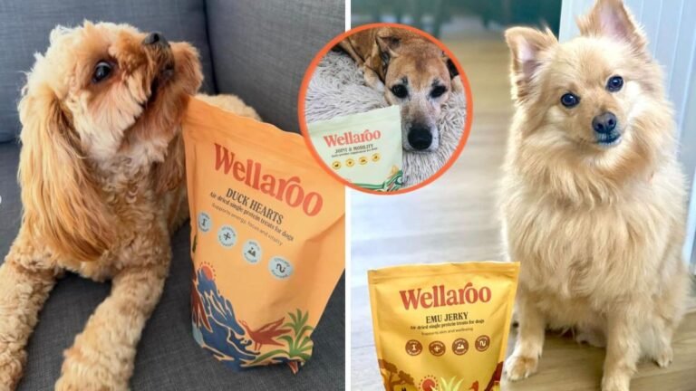 Los dueños de perros están abandonando los alimentos llenos de