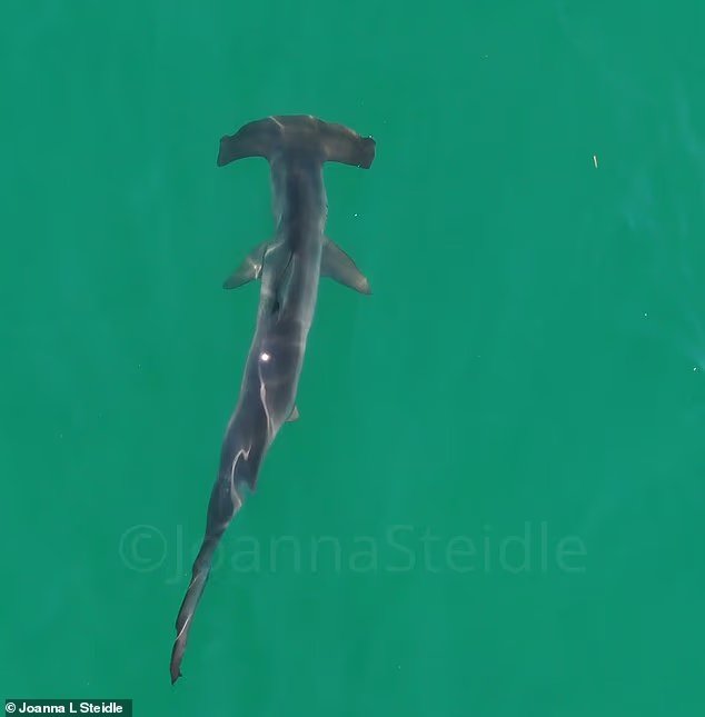 Premier requin de la saison repéré près de l'une des