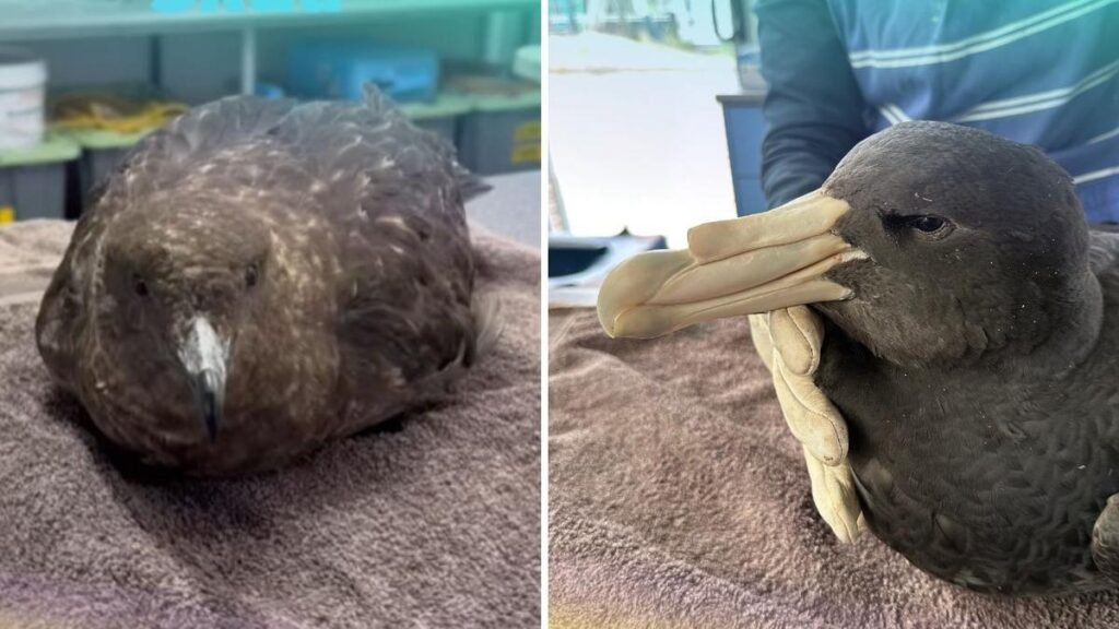 Se teme un brote de gripe aviar tras el último