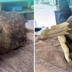 Se teme un brote de gripe aviar tras el último
