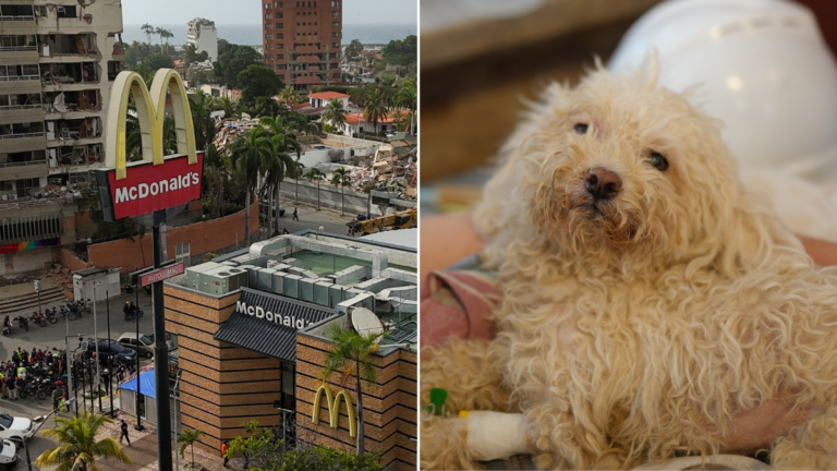 Terremoto en Venezuela: querido perro encontrado por su dueño después