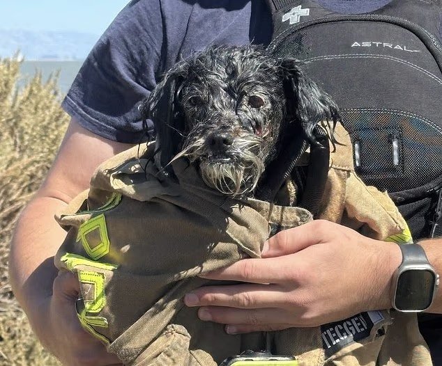 Un chien en fuite disparu après le feu d'artifice du