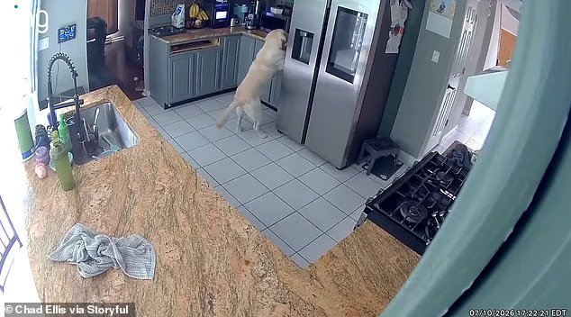 Un chien filmé par une caméra domestique provoquant un incendie