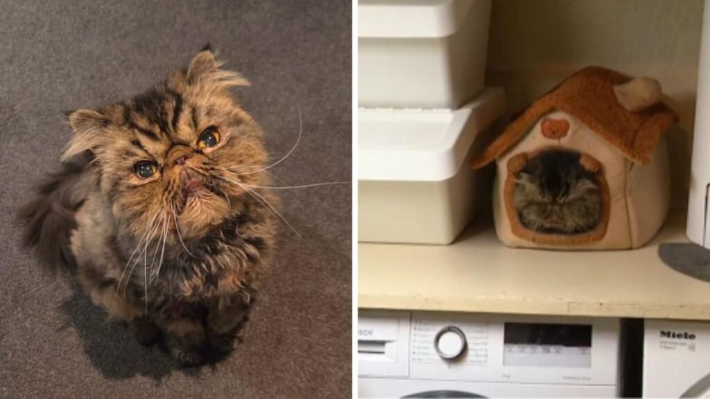 Un gato de Melbourne sobrevive cuatro horas atrapado en una