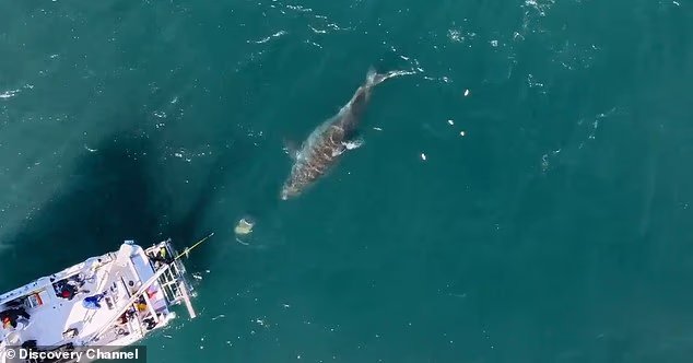 Un monstre de 20 pieds de haut nommé « Big