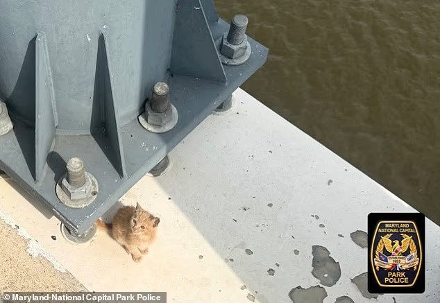 Un petit chaton orange a miraculeusement survécu après que son