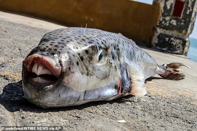 Un poisson-globe venimeux à la morsure vicieuse et à la