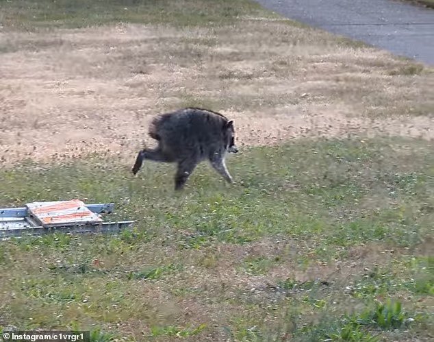 Un raton laveur mutant errant dans les rues de Seattle