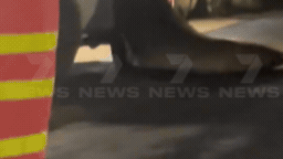 Una foca del Nilo causó caos en una gasolinera de